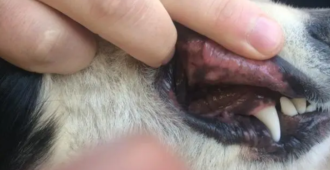 狗狗下嘴唇出现肉色