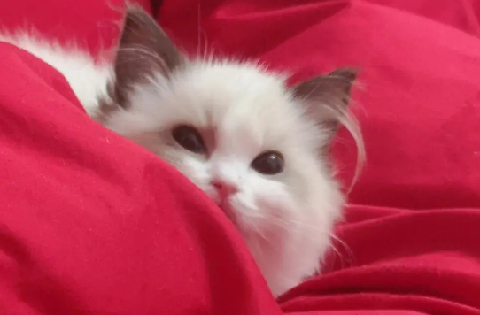 猫咪偷吃东西应该怎么训练？猫咪一直偷东西吃怎么教育