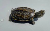 草龟可以深水养吗会死吗