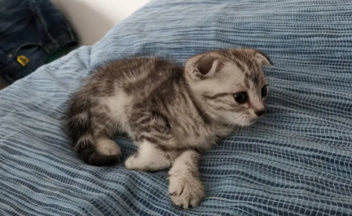 猫被智能马桶冲走了