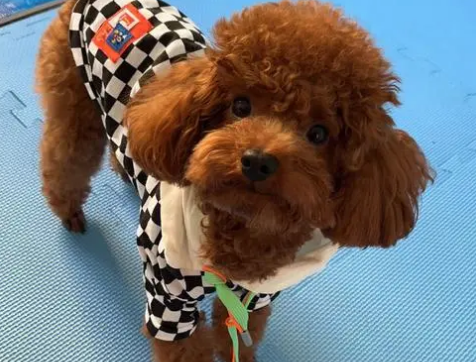 泰迪犬刮毛注意事项?给泰迪犬刮毛的疑难问题! 泰迪犬刮毛注意事项?给泰迪犬刮毛的疑难问题!