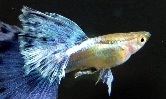 孔雀鱼生小鱼不动像死胎