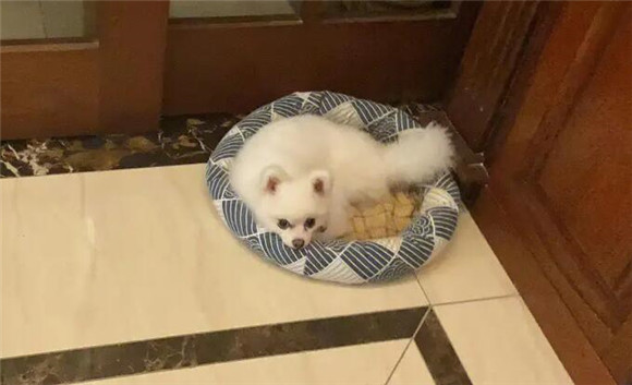 为什么狗狗吃鸡肉就会吐呢 为什么狗狗吃鸡肉就会吐呢