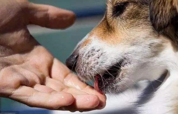 狗狗有伤口用什么药最非常容易好? 狗狗有伤口用什么药最非常容易好?