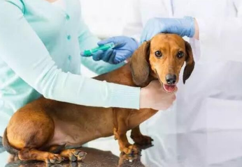 狗生产完多久可以出门