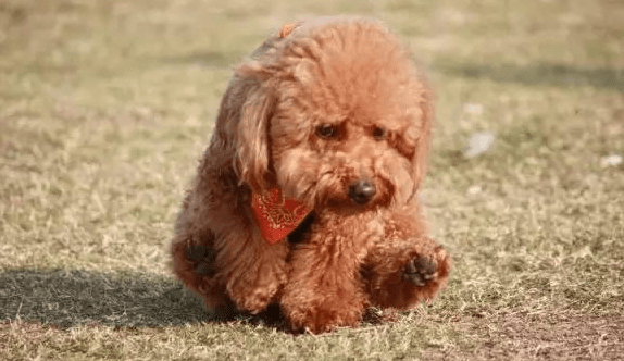 狗狗为什么会在地上磨着走