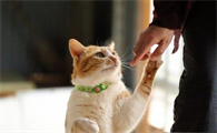 如何训练猫咪?让猫猫听从召唤?