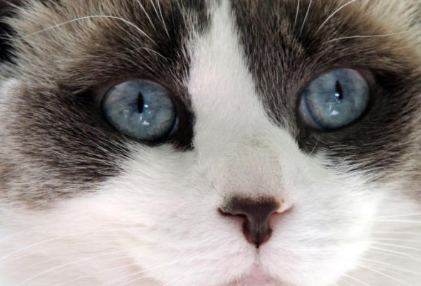 空运宠物猫一般多少钱？来看看吧