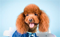 泰迪犬几月来月经？不妨来看看吧