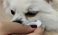快来学！去除狗狗泪痕小妙招！
