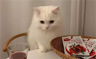 猫像呛到一样一抽一抽的怎么回事呢？