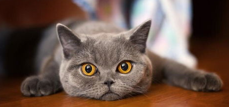 猫咪异味怎办？居家除臭大作战！