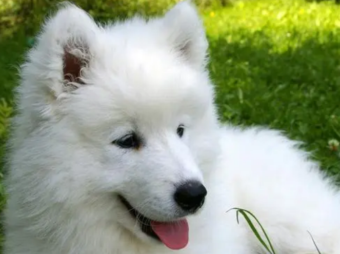 萨摩耶犬的寿命多少年