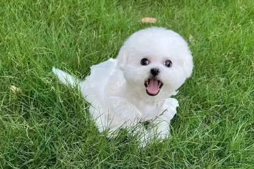 两月比熊大便软绵绵的？怎么回事？