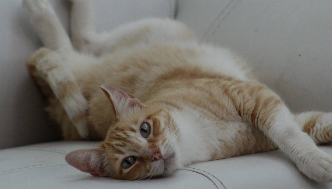猫咪发情会凶吗