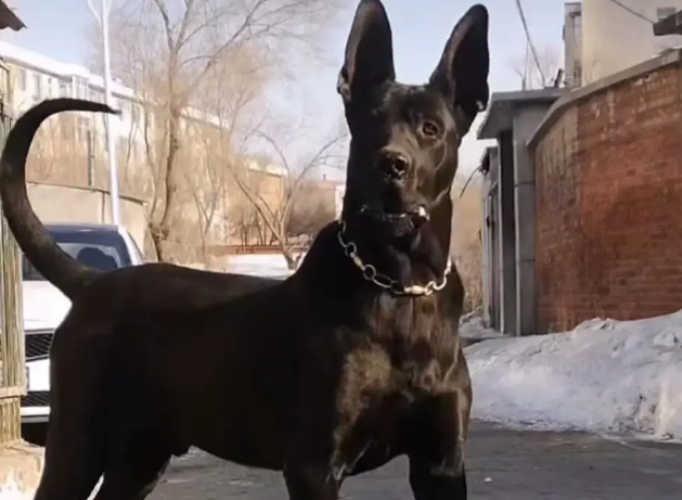 黑狼犬怎么训练?