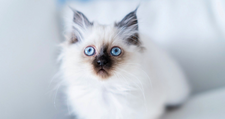 猫一岁没打针还用打吗？是否需要接种疫苗？