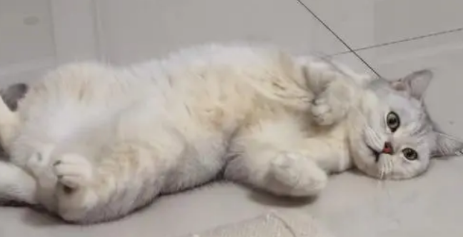 夏季该不该帮猫咪剃毛,猫咪剃毛好不好呢? 夏季该不该帮猫咪剃毛,猫咪剃毛好不好呢?