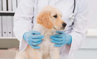 什么是犬的肺炎？狗狗肺炎的治疗方法是什么？