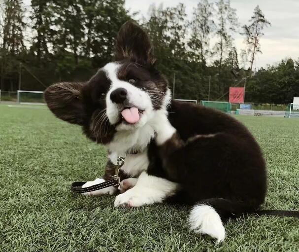 黑白的柯基犬怎么样好看吗