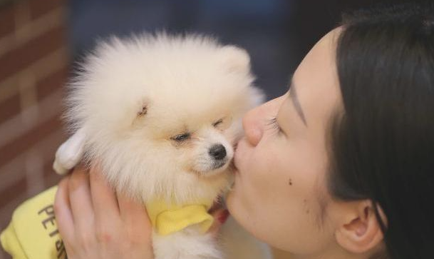 博美犬有这“5大缺点”,喂养时一定要注意了,要不然会害了它 博美犬有这“5大缺点”,喂养时一定要注意了,要不然会害了它