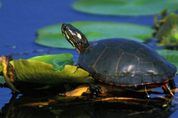 南部锦龟多少钱?