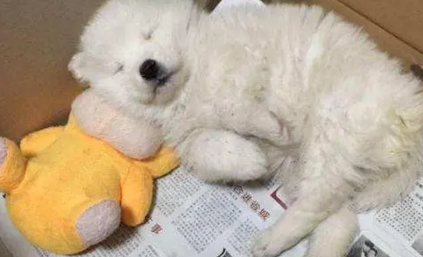 萨摩耶犬怎么训练大小便