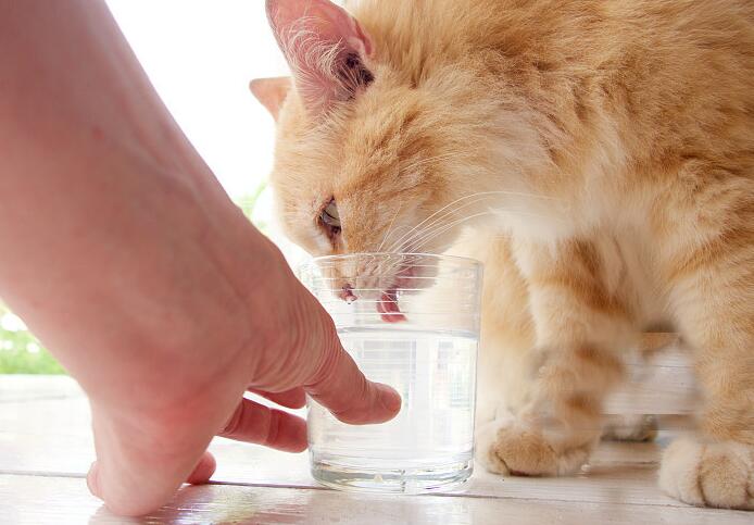 猫咪不喝水,送给不爱喝水猫咪的小妙招!