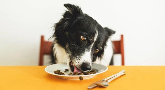 如何选好边牧幼犬狗粮 如何选好边牧幼犬狗粮