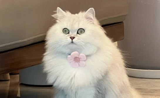 如何取消猫咪的爱心叫醒,铲屎官要怎么委婉拒绝?