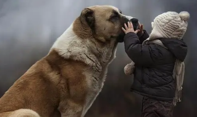 养圣伯纳犬的血泪史