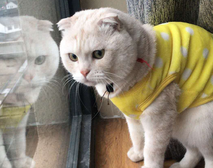 猫咪持续拉稀5天会死吗？想知道的，看过来！