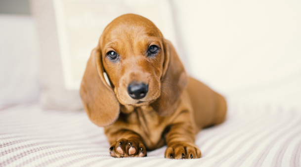 腊肠犬缺钙会怎么样? 腊肠犬缺钙会怎么样?