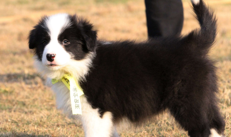 如何挑选一只健康的边境牧羊犬？