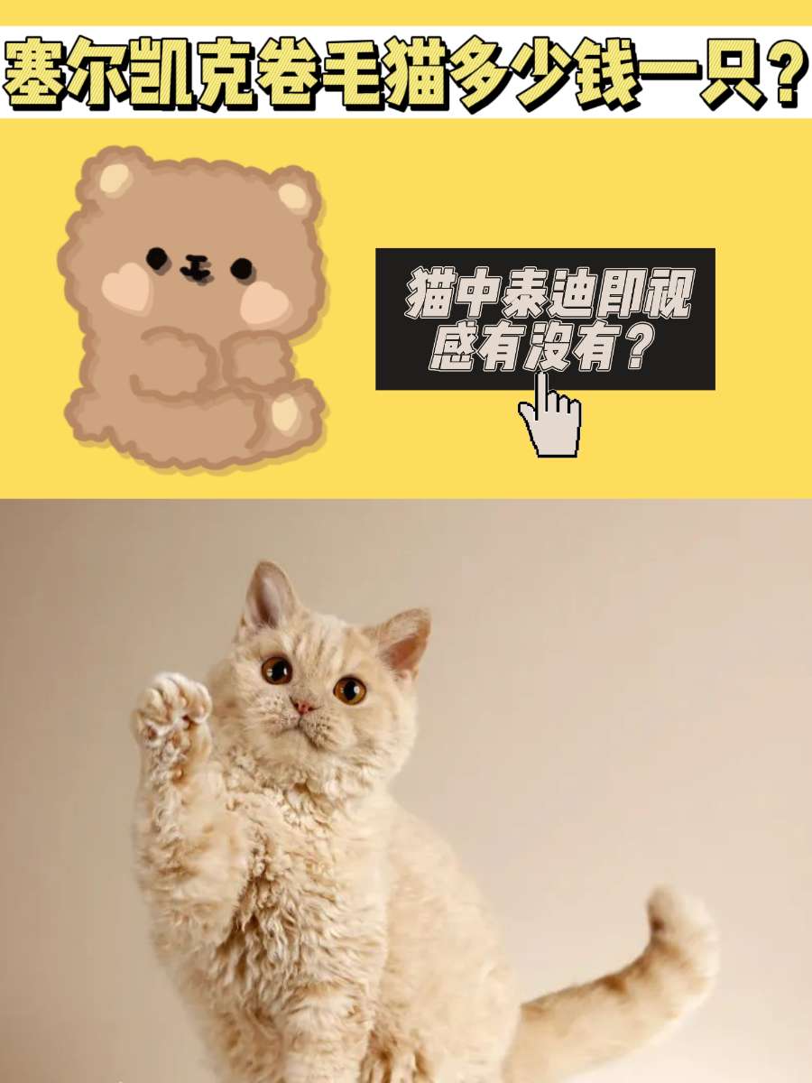 塞尔凯克卷毛猫多少钱一只?披着羊皮的小猫 塞尔凯克卷毛猫多少钱一只?披着羊皮的小猫