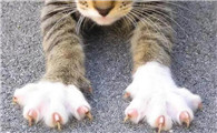 猫的爪子是怎么样的啊