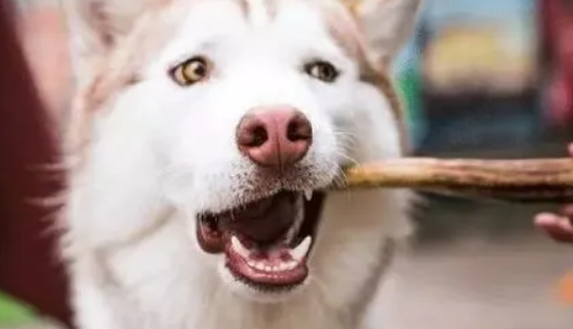 为什么狗狗要磨牙