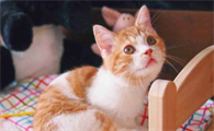 猫打完疫苗第二天吐了