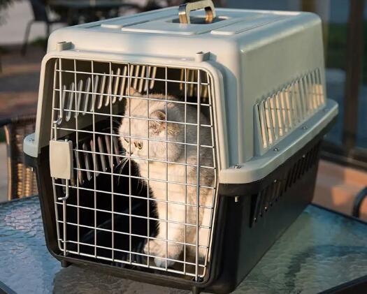 猫咪托运怎么托运价格便宜 猫咪托运怎么托运价格便宜