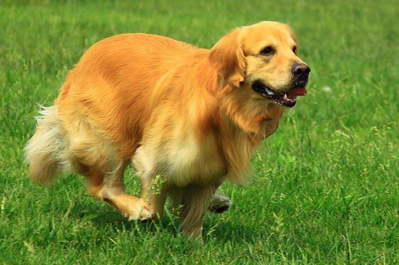 金毛犬忠实又善解人意,人们应当怎样选购呢? 金毛犬忠实又善解人意,人们应当怎样选购呢?