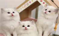 北京的布偶猫猫舍
