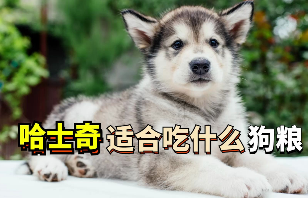 哈士奇如何选择狗粮 哈士奇如何选择狗粮
