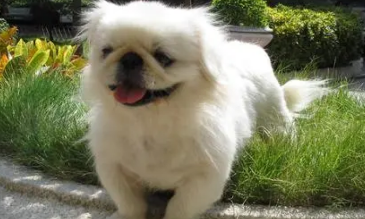 北京犬的常见疾病有哪些该如何防治? 北京犬的常见疾病有哪些该如何防治?