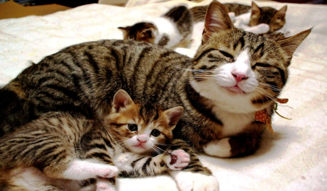 猫腹水怎么引起的？猫营养性腹水的治疗！