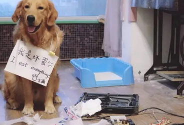 这5种沒有攻击性的狗狗,家里有入选吗? 这5种沒有攻击性的狗狗,家里有入选吗?