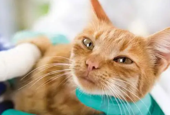 小猫被刀切成两半