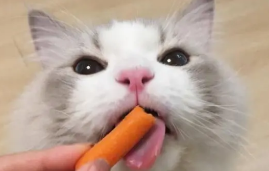 猫咪可以吃火腿吗 猫咪可以吃火腿吗