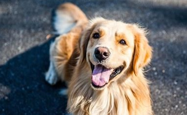 狗狗肉垫负伤行走瘸,狗脚掌灰黑色肉垫磨烂了 狗狗肉垫负伤行走瘸,狗脚掌灰黑色肉垫磨烂了