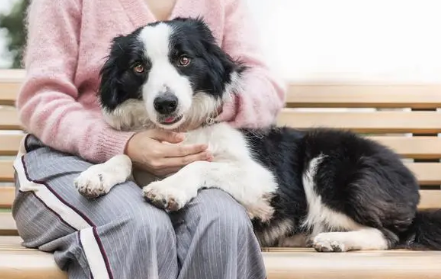 狗狗让人抱着玩为什么呢