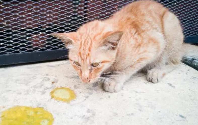猫咪呕吐是什么原因引起 猫咪呕吐是什么原因引起